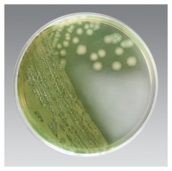 Cetrimide Selective Agar