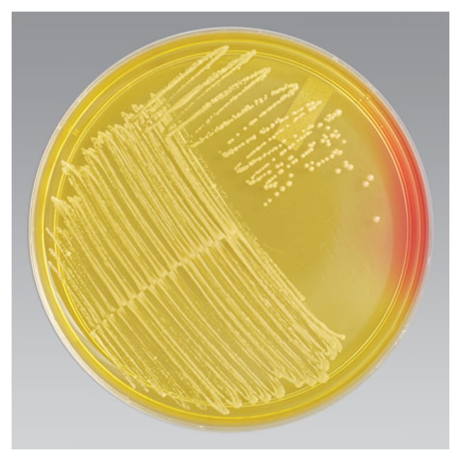 remel-mannitol-salt-agar-msa