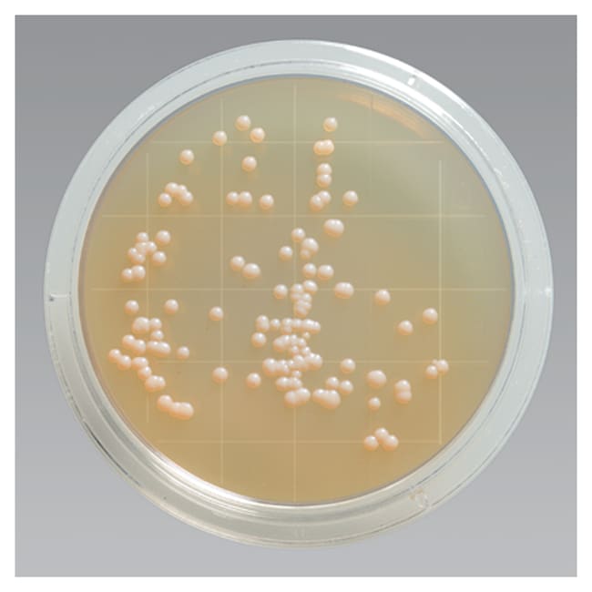 Remel Contact Plate Sterile Tryptic Soy Agar W Lecithin Polysorbate 80 Irradiated
