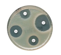Oxoid&trade; Meropenem/Vaborbactam MEV30 Antimicrobial Susceptibility Discs