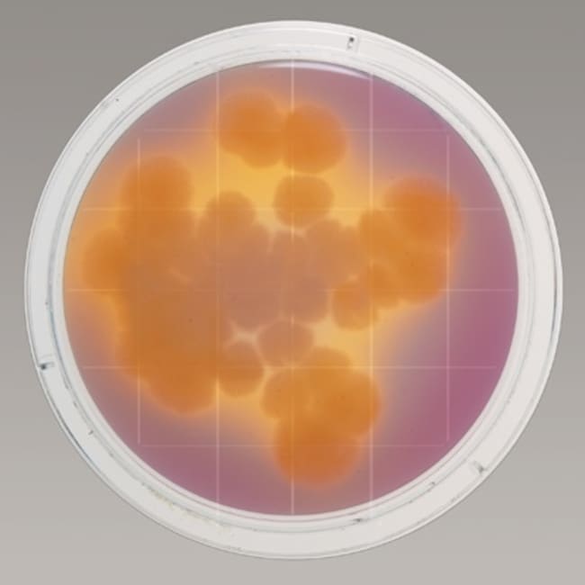 Remel&trade; Contact Plate Sterile D/E (Dey-Engley) Neutralizing Agar (Irradiated)
