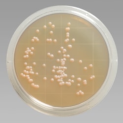 Remel™ Contact Plate Sterile Tryptic Soy Agar w/Lecithin, Polysorbate ...