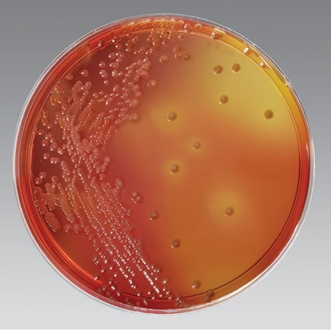 <i>Burkholderia cepacia</i> Selective agar plated medium  (USP 60)