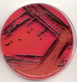 XLT-4 Agar