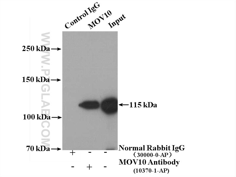 MOV10 Antibody in Immunoprecipitation (IP)