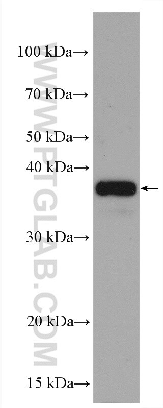 GAPDH Antibody in Western Blot (WB)