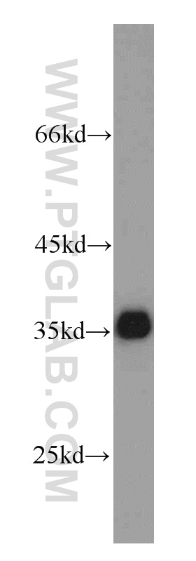 GAPDH Antibody in Western Blot (WB)