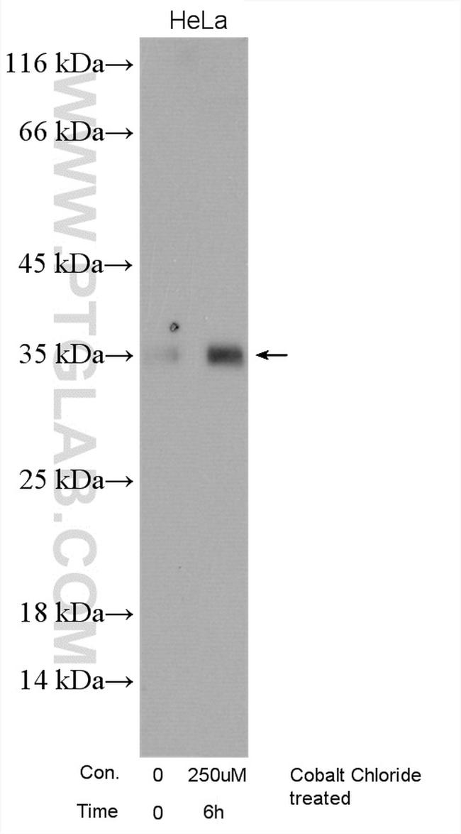 REDD1 Antibody in Western Blot (WB)