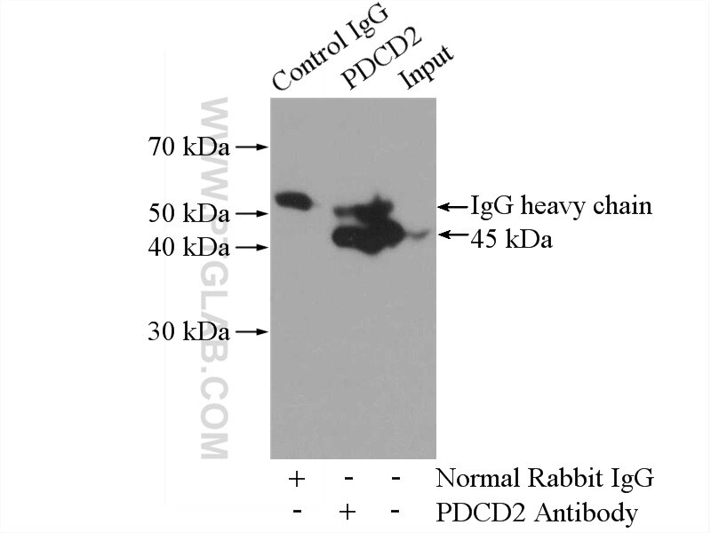 PDCD2 Antibody in Immunoprecipitation (IP)