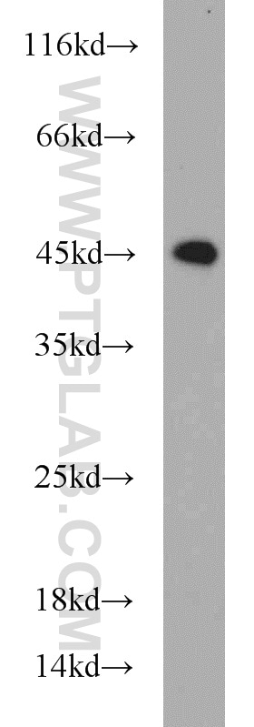 PDCD2 Antibody in Western Blot (WB)