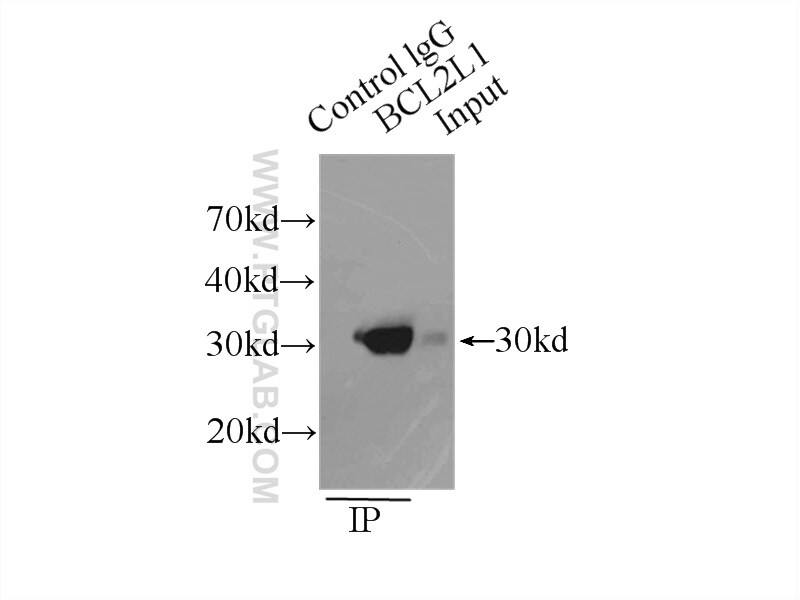 Bcl-XL Antibody in Immunoprecipitation (IP)