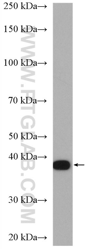 GNAI2 Antibody in Western Blot (WB)