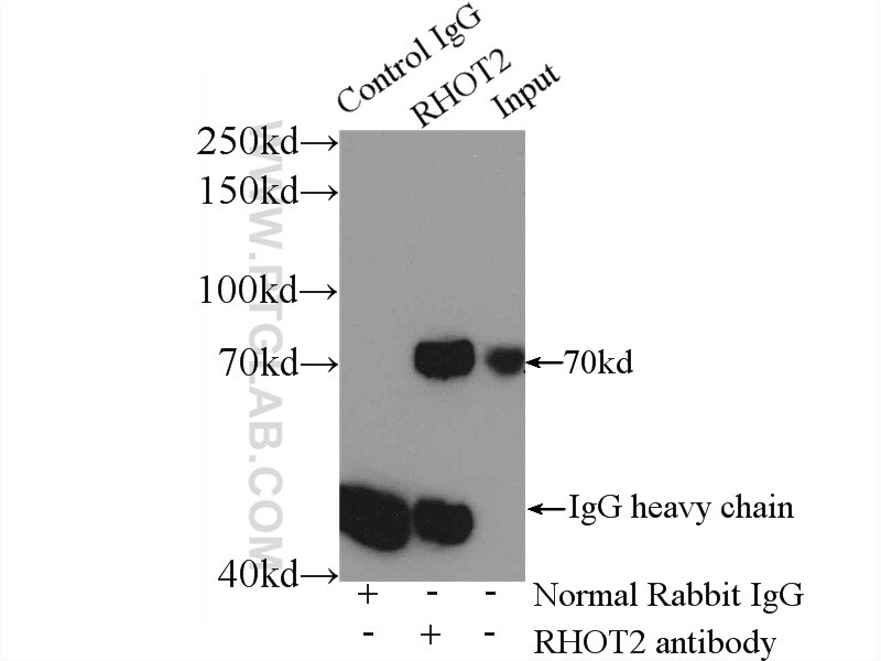 RHOT2 Antibody in Immunoprecipitation (IP)