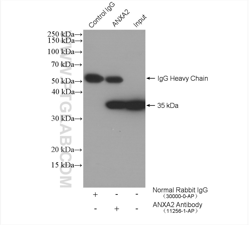 Annexin A2 Antibody in Immunoprecipitation (IP)