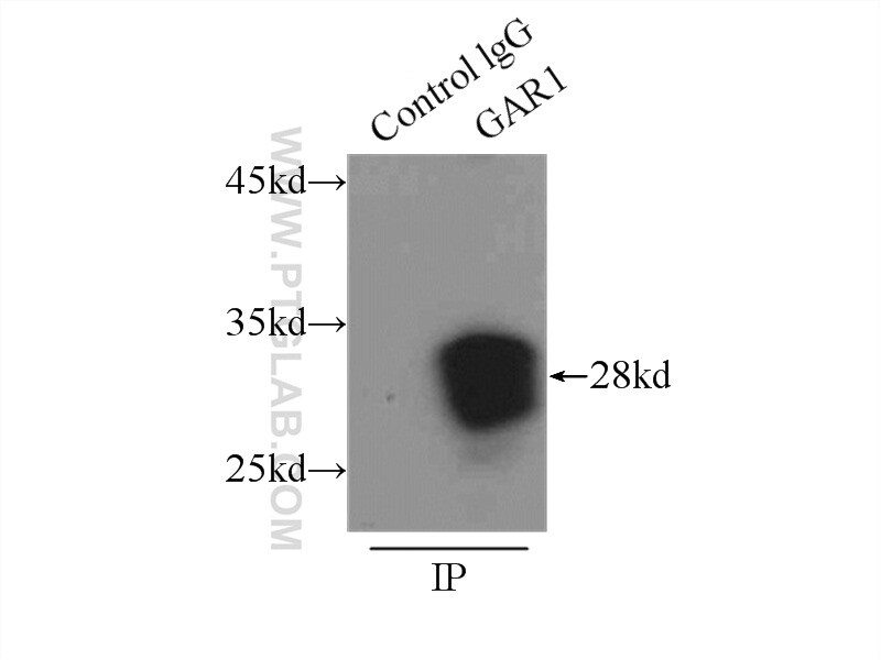 GAR1 Antibody in Immunoprecipitation (IP)