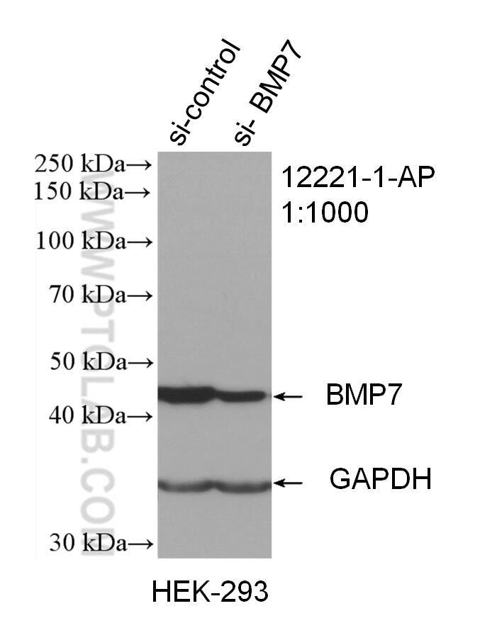 BMP7 Antibody (12221-1-AP)