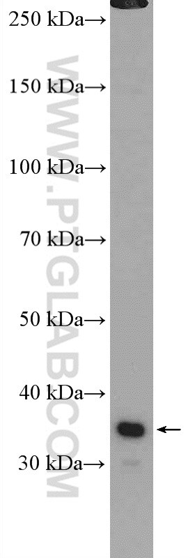 DPPA2 Antibody in Western Blot (WB)