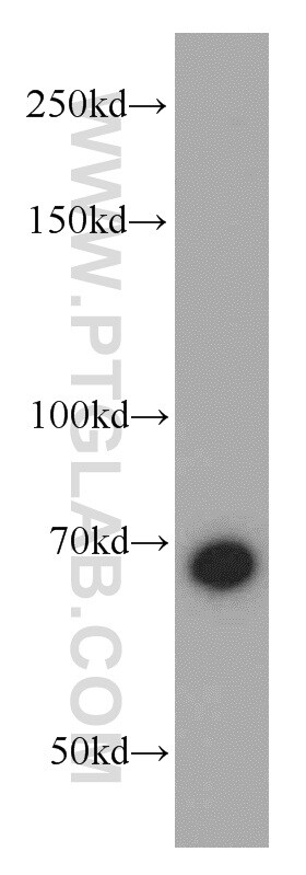 HSPA2 Antibody in Western Blot (WB)