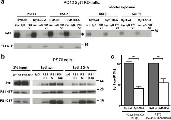 Synaptotagmin 1 Antibody in Western Blot (WB)