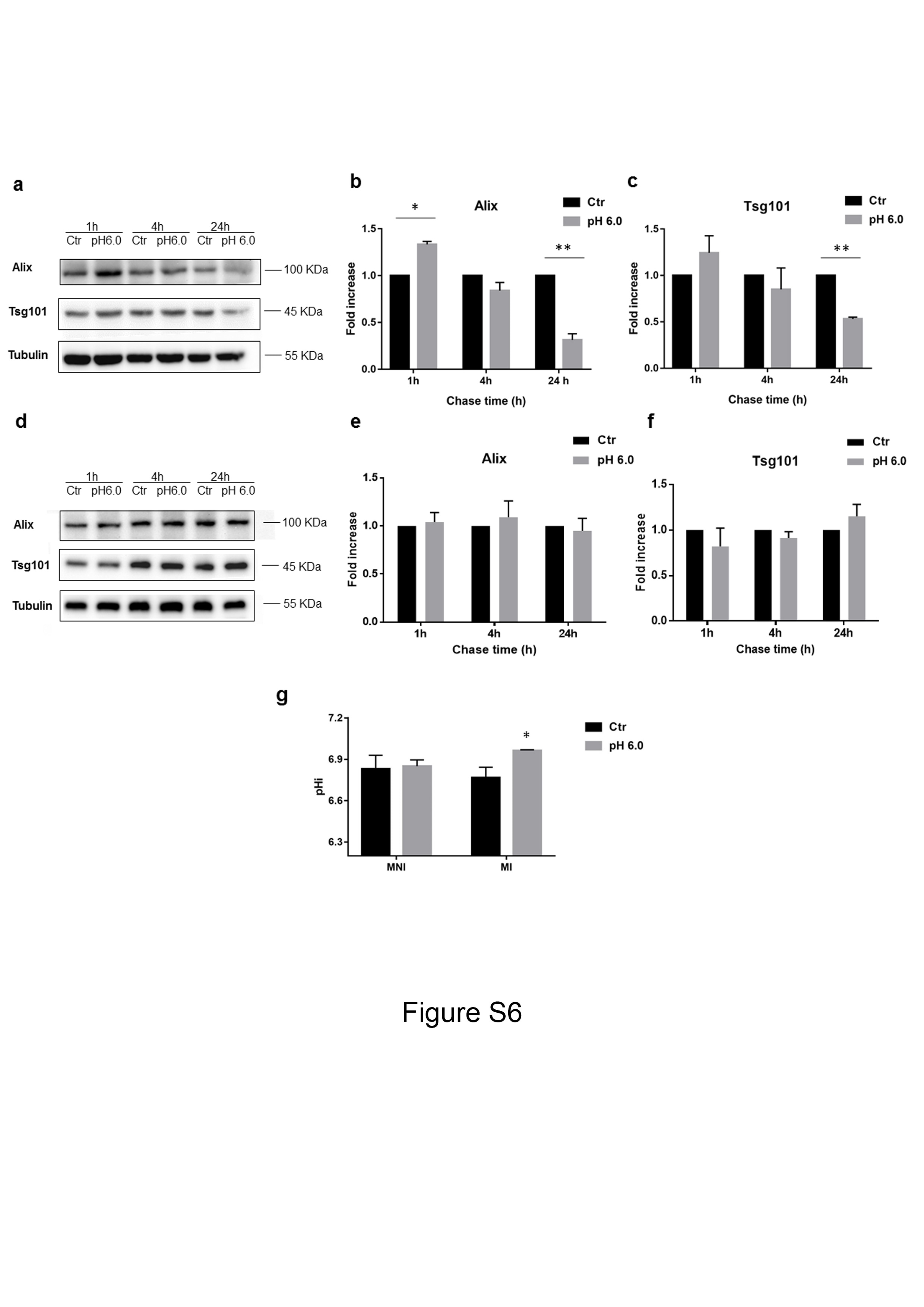 Alix Antibody in Western Blot (WB)