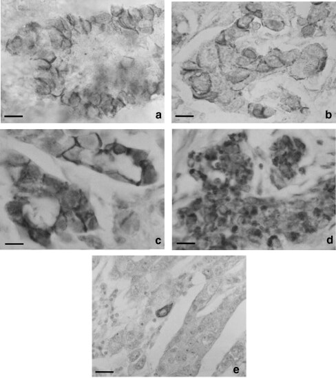 E-cadherin Antibody (13-1700)