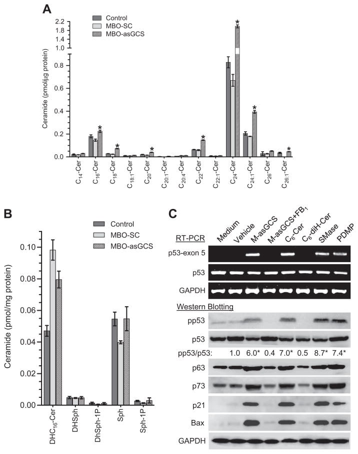 p53 Antibody (13-4000)