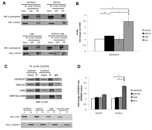 gamma Catenin Antibody in Western Blot, Immunoprecipitation (WB, IP)