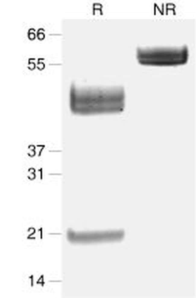 Mouse IL-23 Protein in Western Blot (WB)