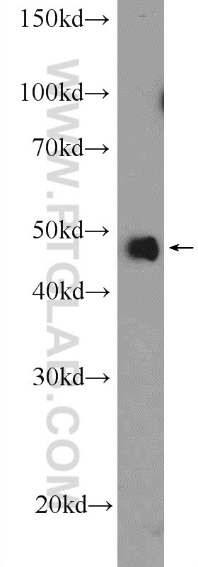 NF-kB Antibody in Western Blot (WB)