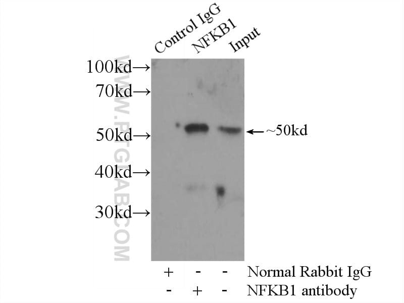 NF-kB Antibody in Immunoprecipitation (IP)