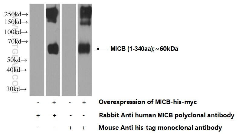 MICB Antibody (14325-1-AP)