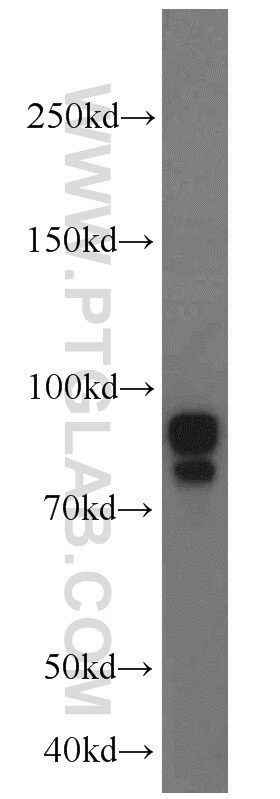 AFG3L2 Antibody in Western Blot (WB)