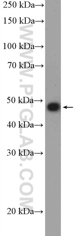Decorin Antibody in Western Blot (WB)