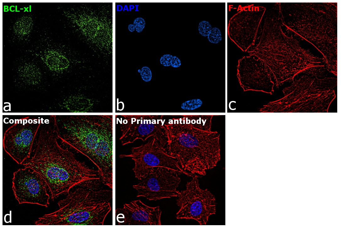 Bcl-X Antibody (14-6994-81)