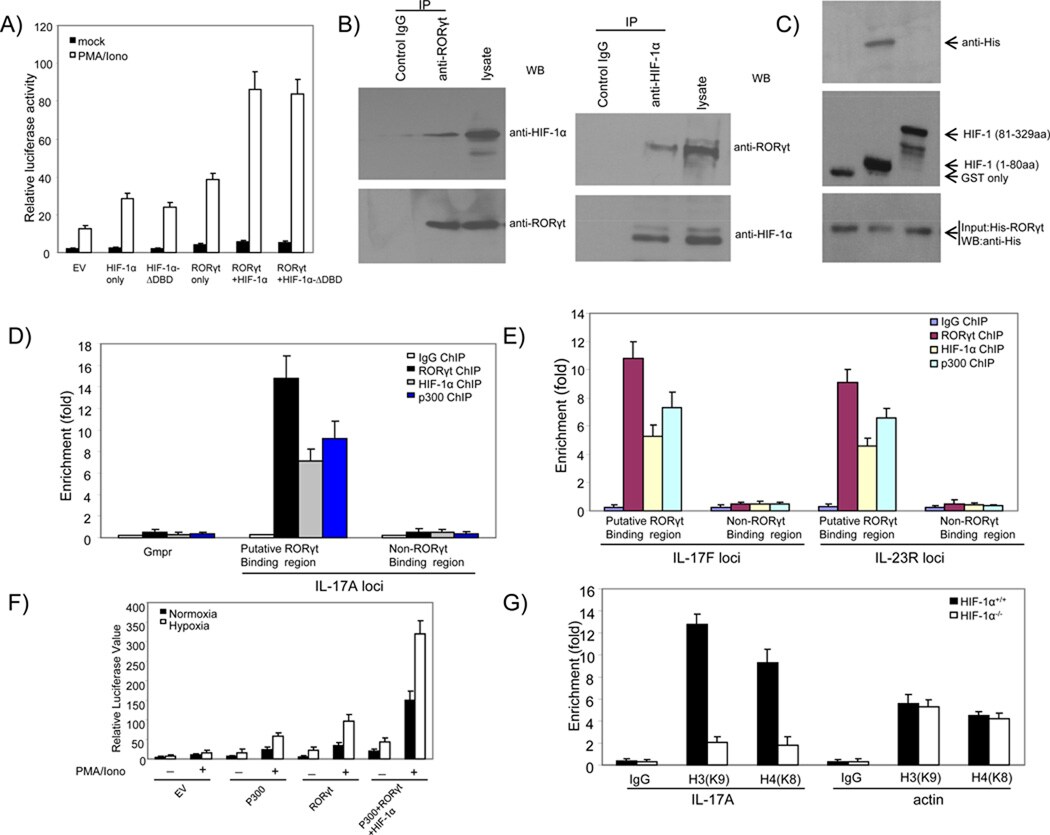 HIF-1 alpha Antibody (Monoclonal, ESEE122)