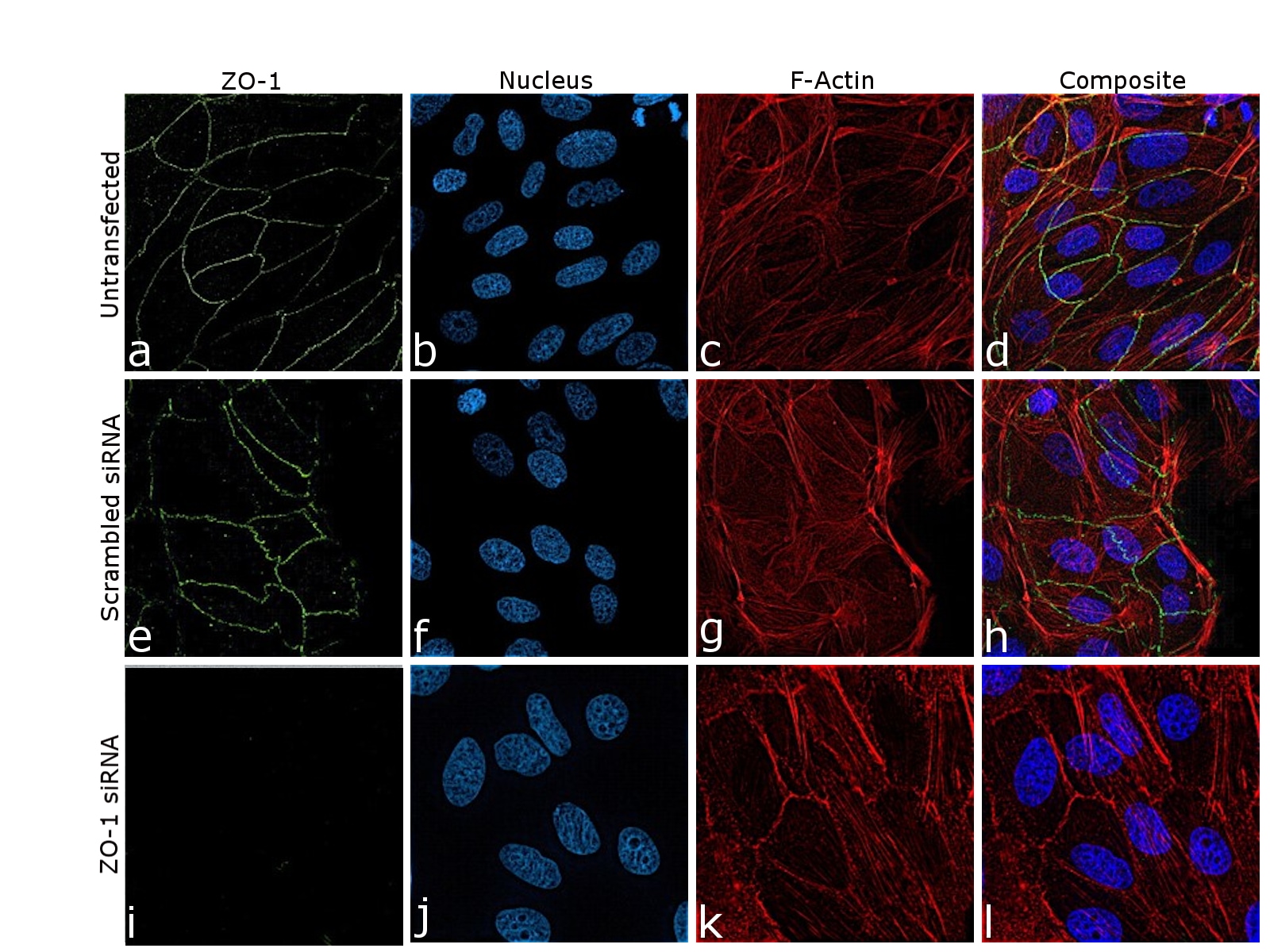 zo-1-antibody-14-9776-82