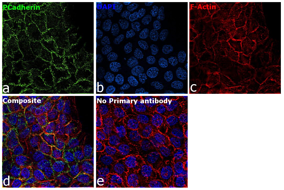 P-cadherin Antibody (14-9873-82)