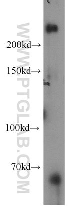 Anti Rai1 Antibodies Invitrogen