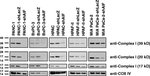 Oxphos Complex Iv Subunit Iv Antibody A