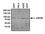 Hsp90 Alpha Antibody Ma3 010