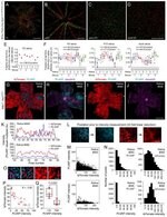 Claudin 5 Antibody Alexa Fluor 488 352588