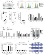 Beta 3 Tubulin Antibody Alexa Fluor 488 53 4510 80