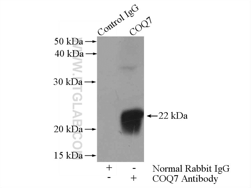 COQ7 Antibody in Immunoprecipitation (IP)