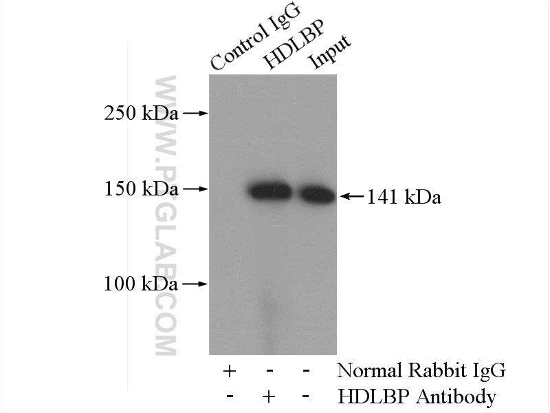 HDLBP Antibody in Immunoprecipitation (IP)