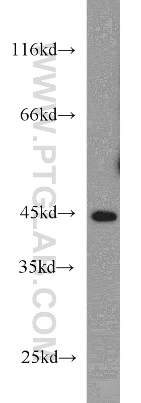 BAG1S/1M/1L Antibody in Western Blot (WB)
