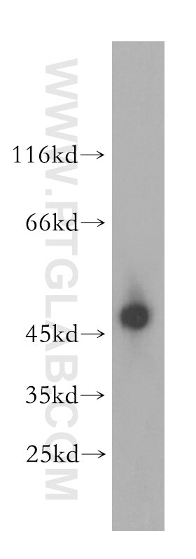 BAG1S/1M/1L Antibody in Western Blot (WB)