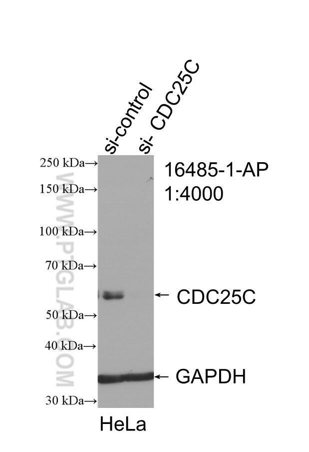 CDC25C Antibody in Western Blot (WB)