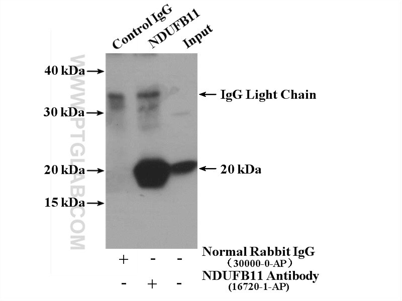NDUFB11 Antibody in Immunoprecipitation (IP)