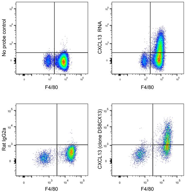 CXCL13 Antibody, APC (17-7981-82)