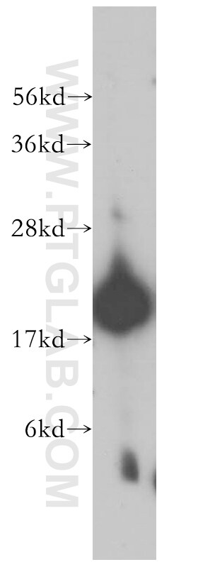 ATP5H Antibody in Western Blot (WB)